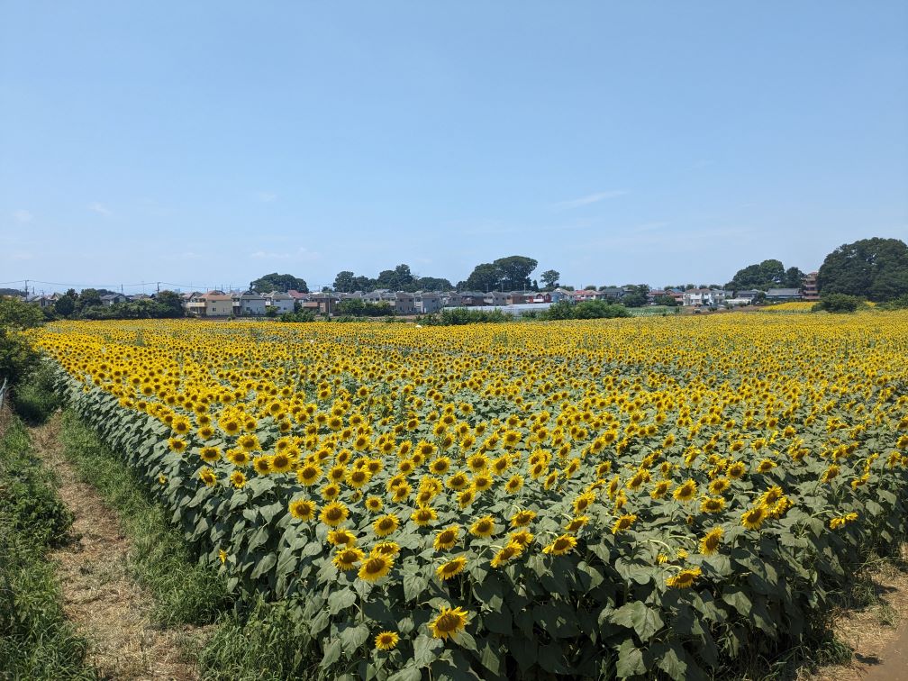 一面のひまわり畑